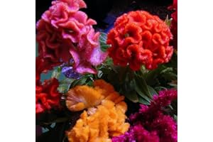 LAMPHLE 100 Pz Mix Colore Celosia Crested Cresta di gallo Semi Giardino Fiore a crescita facile per piantare giardini