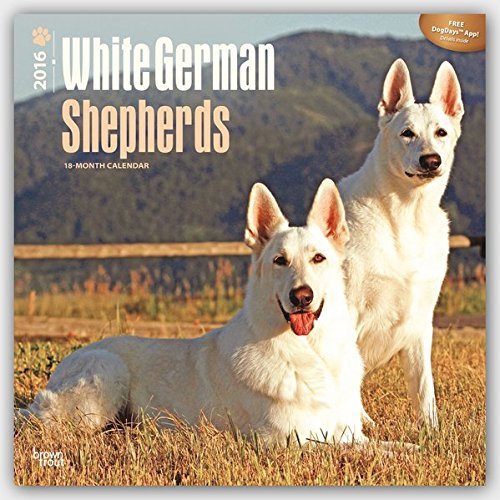 German Shepherds, White 2016 Square 12x12 (Multilingual Edition) by Browntrout Publishers (2015-07-15)