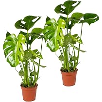 Bloomique - 2er-Set - Monstera Deliciosa - Fensterblatt - Zimmerpflanzen -  Pflegeleicht - Luftreinigend - Hhe 50-70 cm - Topf 17 cm : Amazon.de:  Garten
