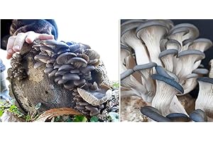 GENERIC Grey Blue Oyster Mushroom 30+ dowels Free Wax