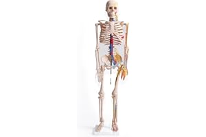 MedMod Anatomie Skelett 87 cm, detailliertes menschliches Skelett aus PVC mit Spinalnerven und Arterien, für Schule, Studium und Anatomie-Training, Lehrmodell
