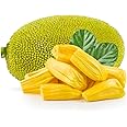 Fresh Jackfruit Whole ~8-14 kg - Weekly Import from Local Farms of Mexico