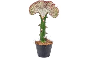 Bloomique - Euphorbia Lactea Cristata - Kaktuspflanze - Zimmerpflanzen - Luftreinigend - Tierfreundlich - Pflegeleicht - 20-30 cm Hoch - Topf 11 cm