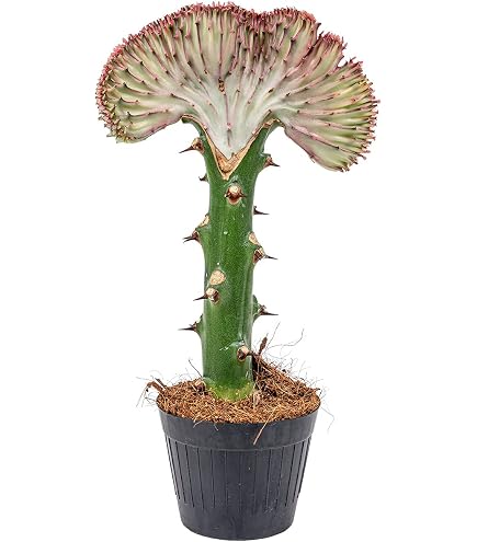 Fangblatt - Aloe Cosmo - atemberaubende Sukkulente - pflegeleichte  Zimmerpflanze - die Aloe wchst kugelartig und ist eine Schnheit auf dem  sonnigen Fensterbrett : Amazon.de: Garten