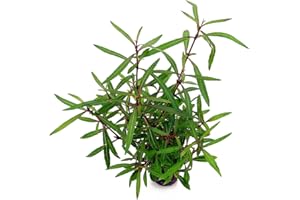 PlantasAcuario Planta acuática HYGROPHILA Tiger ARAGUAIA Planta de Acuario Viva y Natural para acuarios plantados en Maceta de 5cm.