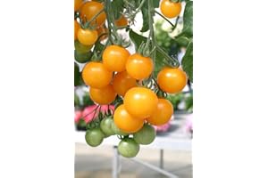Viridis Hortus - 3 x Tomato Tumbling Tom Yellow Plug Plants (Yellow Trailing Sweet Cherry Size Fruits)