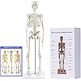 breesky Human Skeleton Model for Anatomy,17”Mini Human Skeleton Model with Movable Arms and Legs,Scientific Model for Study Basic Details of Human Skeletal System…