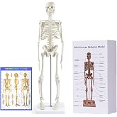 breesky Anatomi i&ccedil;in İnsan İskeleti Modeli: Hareketli Kollar ve Bacaklar ile 17" İnsan İskeleti Modeli - &Ccedil;alışma ve Teşhir i&ccedil;