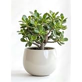 Bitkim Sende Bonsai Formlu Crassula Ovata Para Bereket Ağacı, Canlı Saksıda, Ev Ofis Dekoratif Salon Bitkisi