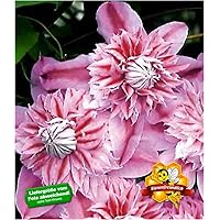 BALDUR Garten Waldrebe Clematis 'Josephine TM Evijohill N' Waldrebe, 1 Pflanze Klematis mehrjährige blühende…