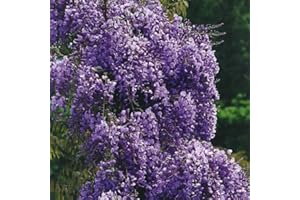 BAUMSCHULE WEDROWSKI W Wisteria blühend Violacea Plena 2L Pflanze für Anfänger und professionelle Gärtner - Ideal für Kleingarten, Garten - Schöne Pflanze mit ungewöhnlichen Blüten - Genießen Sie jeden Tag ihre Farben