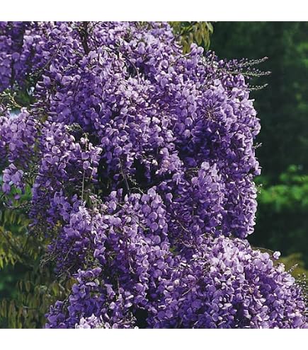 Wisteria blhend Violacea Plena 2L Pflanze fr Anfnger und professionelle  Grtner - Ideal fr Kleingarten, Garten - Schne Pflanze mit ungewhnlichen  Blten - Genieen Sie jeden Tag ihre Farben : Amazon.de: Garten