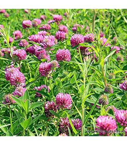 Graines De Trèfle Blanc - 1000 Semences Paysannes, Mellifères Et Reproductibles - Pour Jardin, Potager, Engrais Vert