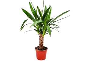 Exotenherz - Palmier Yucca - 1 plante - Facile d'entretien - Purifiant à l'air - Pot de 14 cm