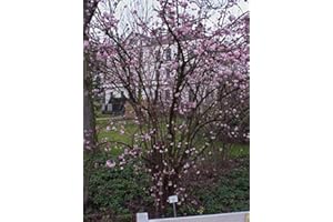 PLANTAPRO Winterschneeball Viburnum bod. 'Dawn' Winterblüher Gartenpflanze im Topf gewachsen