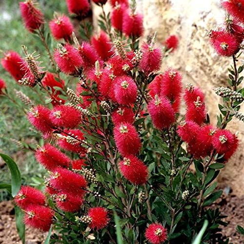 Vivai Le Georgiche Callistemon Laevis