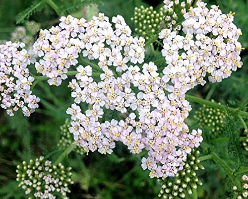 Gewöhnliche Schafgarbe - Achillea millefolium - 3000 Samen