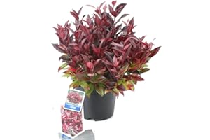 HARRO'S PFLANZENWELT Leucothoe axilaris 'Zeblid’-Traubenheide kleiner winterharter immergrüner Strauch, Topfgröße 17cm