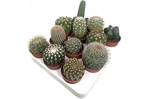 GARDEN CENTER SHOP BY VM Cactus naturales de colección 12 variedades diferentes 6cm diametro maceta