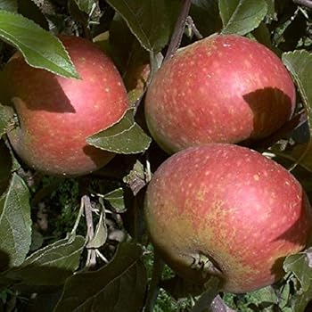 Apfelbaum Liberty Herbstapfel schorfresistent Halbstamm ca