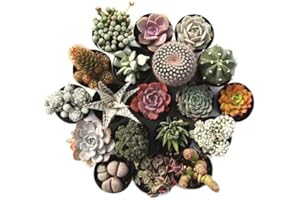Cactus y Suculentas | DECOALIVE | Pack de 5 Plantas Diferentes | Plantas Crasas Naturales
