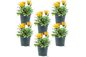 FIORI COMMESTIBILI BIO Gazania (6 PIANTE) - Fiori NON commestibili - Azienda agricola Carmazzi