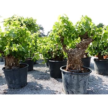 XXL Vitis Vinifera, alter Weinstock, knorrige Weinrebe, Weintraube