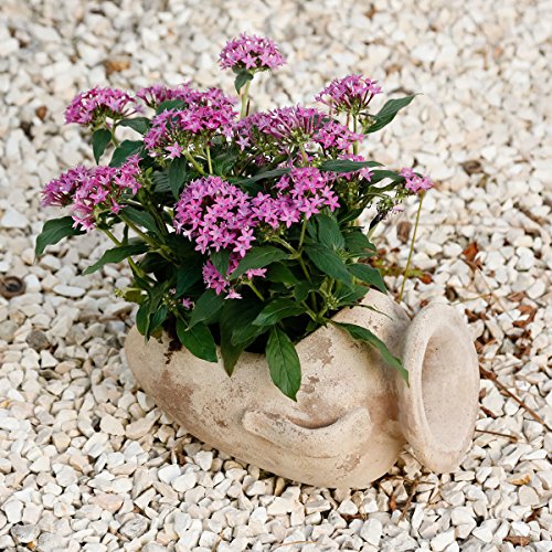 Terracotta-Amphore Fontana