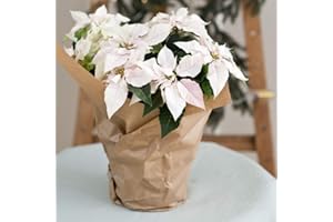 THOMPSON & MORGAN Princettia ‘White’ in Two Tone Grey and Black Ceramic Pot Gift Wrapped House Plant 1x 13cm by Thompson by Morgan