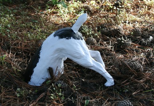 Halber Hund grabend, Jack Russel Terrier Deko Figur Garten - 3