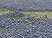 Produktbild Carol Highsmith – A Profusion of Bluebonnets in a Field in Boerne TX Kunstdruck (22,86 x 30,48 cm)