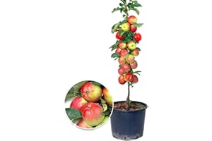‎BALDUR GARTEN BALDUR Garten Säulen-Apfel 'Braeburn', 1 Pflanze, Apfelbaum Malus domestica, winterhart, platzsparende Säule für kleine Gärten, Balkone & Terrassen, Wasserbedarf gering