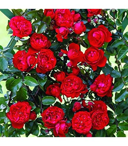 Rosa Rampicante Rose Barni Parfum Royal - Pianta In Vaso, Rifiorente, Profumata, Resistente, Fino A 5 Metri