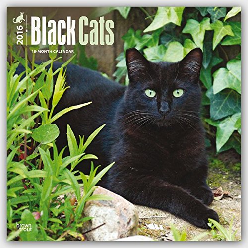 Black Cats 2016 - Schwarze Katzen - 18-Monatskalender: Original BrownTrout-Kalender [Mehrsprachig] [Kalender] (Wall-Kalender)
