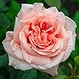 YouGarden Rose It's a Wonderful Life, 3L Potted Rose, Ready for Planting