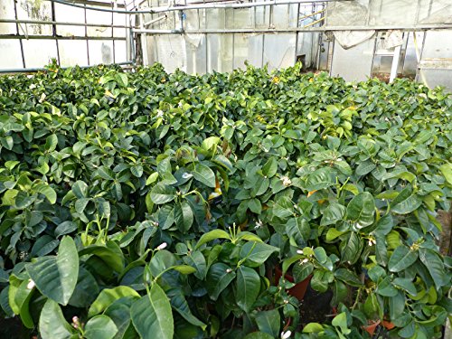 Zitronenbaum Zitrone Citrus limon 75 – 95 cm Zitruspflanze - 6