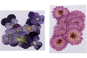 sharprepublic 22x Pressed Dried Flowers Real Daisy Pansy For Art Crafts Scrapbooking Decor