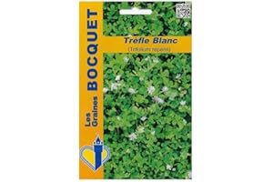 Sachet de graines de Trèfle blanc (Trifolium repens) pour 40m² - 100 g - fleur vivace - LES GRAINES BOCQUET