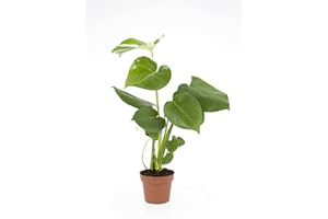 DELVIVERODIRECT DELVI - Monstera Deliciosa - Planta natural - Interior - Altura 40cm