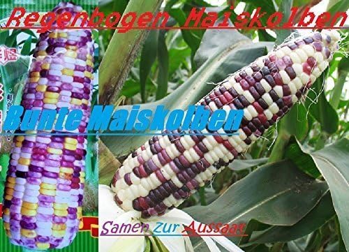 40x Rainbow Corn Colourful Seeds Eye-catcher Plant Rare Wheat Variety #59