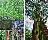Eucalipto Arcoíris es una especie del árbol con corteza multicolor.
