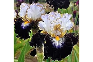 FLOWER FIELD STORY 8 Pezzi Iris Bulb Iris barbuto Miscela abbastanza fiorita Perenne non transgenica