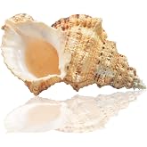 Jangostor Large Natural Seashells, Large Ocean Conch 17-20 cm (5)