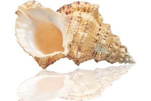 Jangostor Grandes Conchas Marinas Naturales, Gran océano Conch 17-20cm (5)