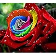 Earth Hopper Rose Flower Seeds For Home Lawn Garden - 20 Seeds Eco Pack (Rainbow)