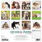 Image de Kittens & Puppies 2017 Calendar