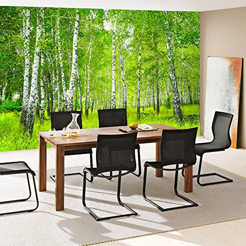 Vlies Fototapete PREMIUM PLUS Wand Foto Tapete Wand Bild Vliestapete – SUNNY BIRCH FOREST – Birkenwald Bäume Wald Sonne Birkenhain Birke Birken Gras Natur Baum – no. 112, Größe:300x210cm Vlies - 5