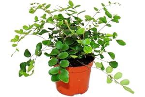 Exotenherz Pellaea rotundifolia - Granulés ou fougères du monde primitif - Pot de 9 cm