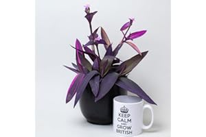 Tradescantia Pallida – Purple Heart Tradescantia Plant 13cm Pot | Tropical Plants UK