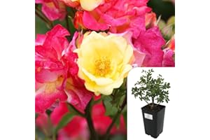 HARRINGTONS ROSES Masquerade Climbing Rose – Live Potted Rose Plant, 3L Pot – Bi-Colour Pink & Yellow Blooms, Fragrant & Hardy – Perfect for Trellises, Fences & Arbors – Easy to Grow, All-Year-Round Beauty